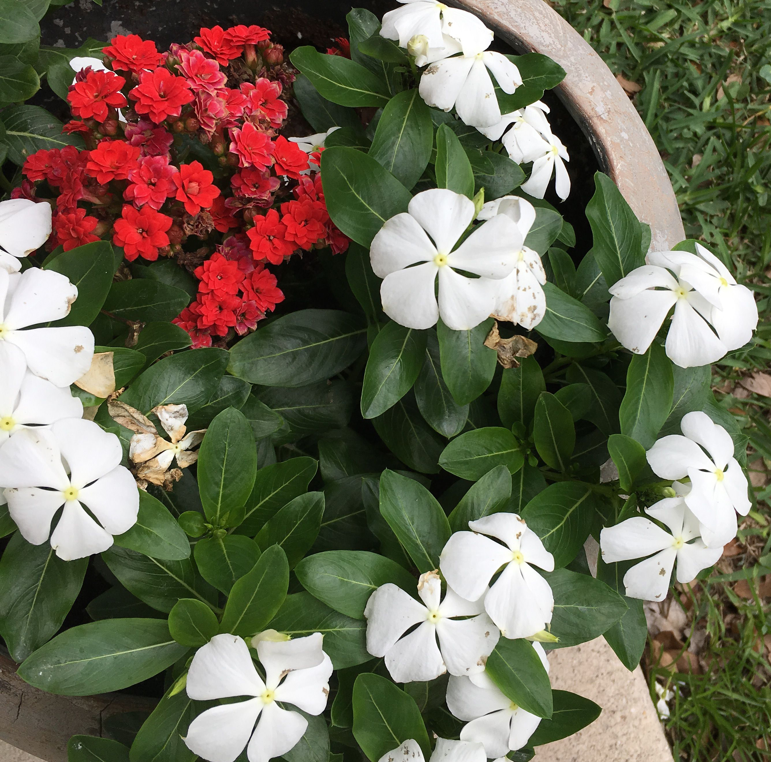 flowers
