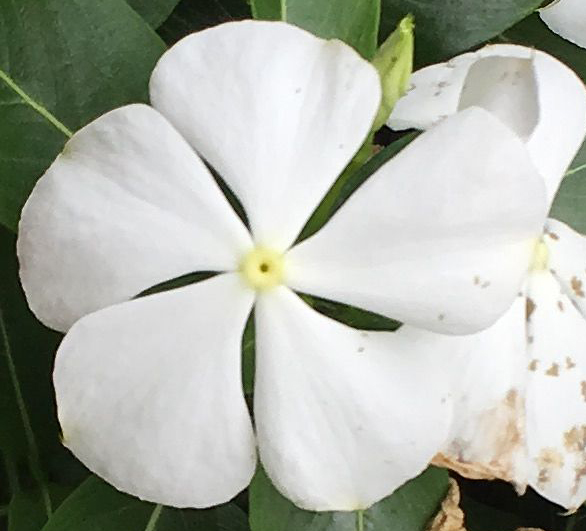 white-blossom