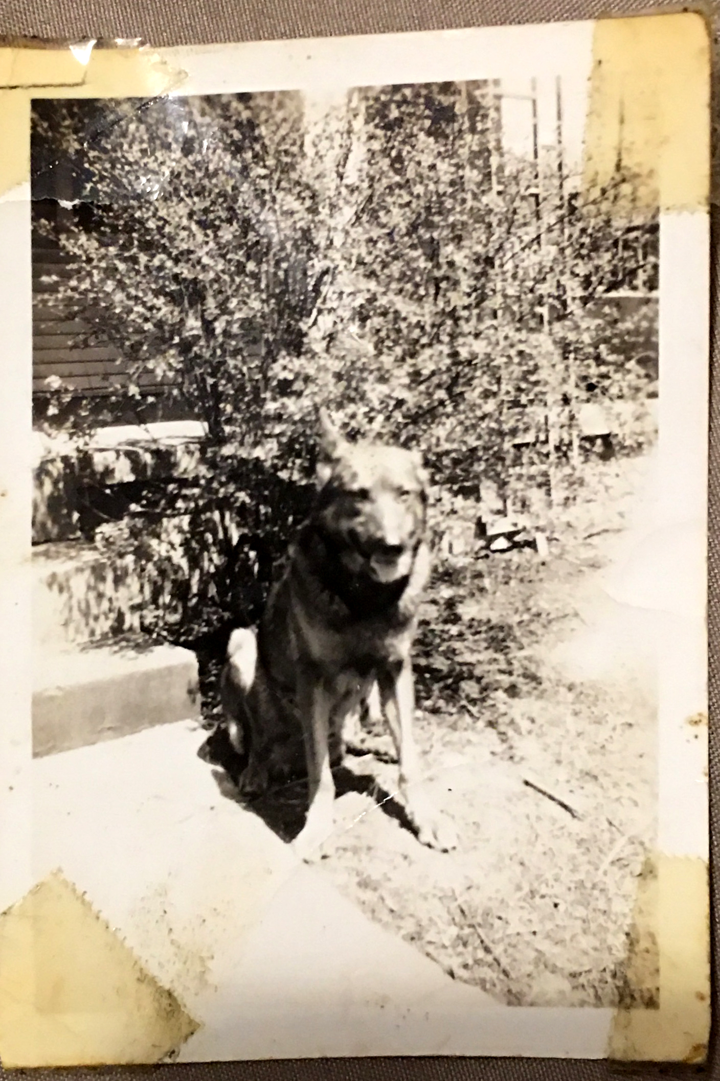 Teddy-4-17-1937